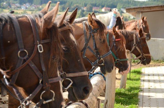 فندق Q Ranch Bezdekov  المظهر الخارجي الصورة